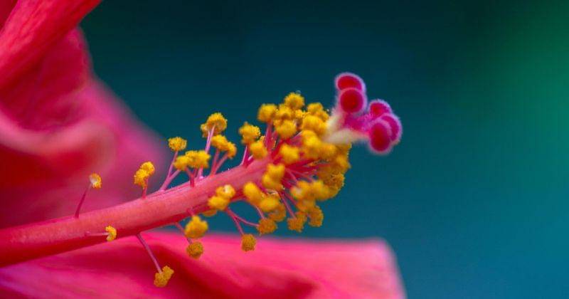 Pexels/Ankit Bhattacharjee